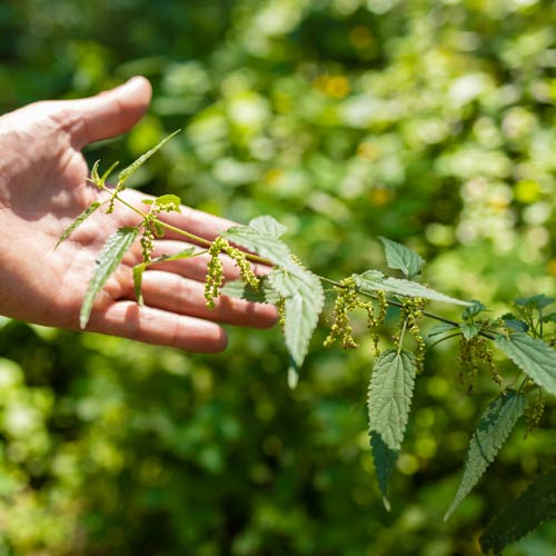 Entgiften und Neustart: Brennnesselsamen als natürlicher Detox-Helfer