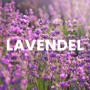 
                  
                    Lavendel anbauen
                  
                
