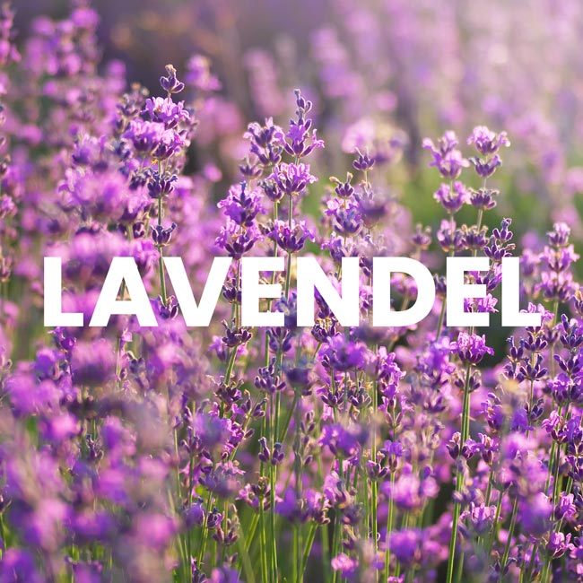 Lavendel anbauen